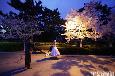 青岛中山公园单樱盛放，夜游赏景正当时