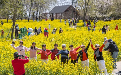 唐岛湾油菜花开，金色“海洋”醉春风！