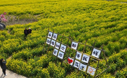 高密“赏花经济”绘就乡村振兴多彩画卷