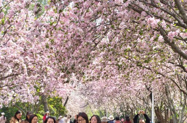 醉美海棠引客来！李村公园百米花廊盛放