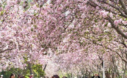 醉美海棠引客来！李村公园百米花廊盛放，游人如织...