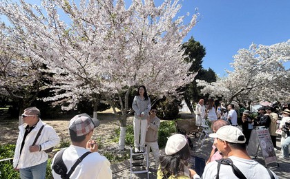 观赏单樱，要抓紧了！青岛中山公园单瓣樱花渐入凋...