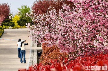 青岛：晴日春光美，花海醉游人