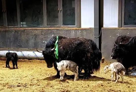 加速科技成果转化丨西藏：破解高原畜牧“芯片”难题  克隆牦牛技术实现重大跨越