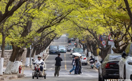 春日八大关，绽放色彩之美