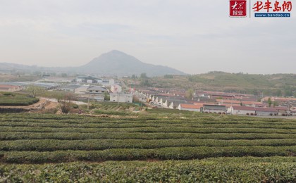 2026日照海岸绿茶春季开园活动盛大启幕  2026“鲁...