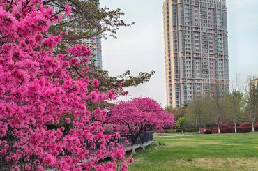 美出圈！青岛这个宝藏小区藏不住了