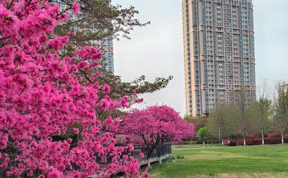 美出圈！青岛这个宝藏小区藏不住了！百花齐放宛如...