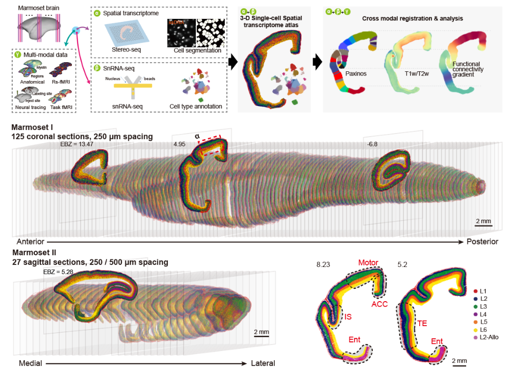 灵长类大脑演化密码获破解