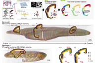 灵长类大脑演化密码获破解