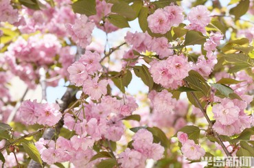 青岛：晚樱绽放，春光四溢
