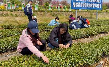 山海潍坊启新篇  诸城春茶正开园