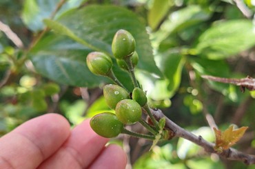 青岛：樱桃已挂枝头，想吃再等等