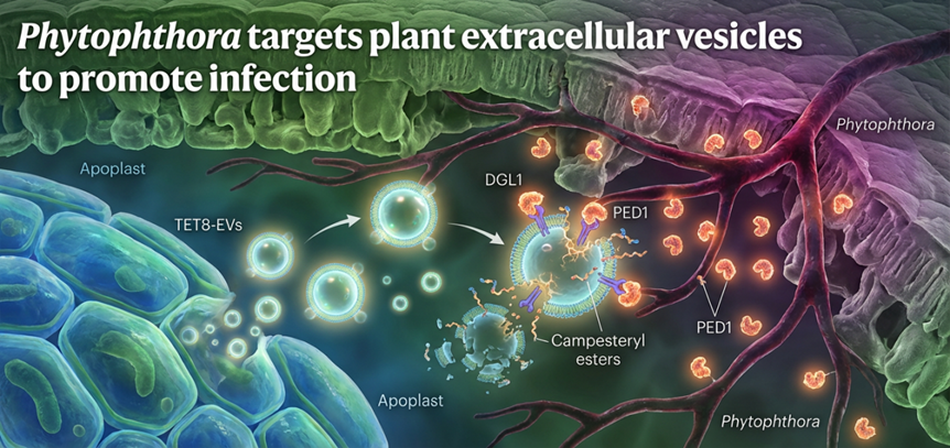 首次发现！病原菌就像“拆弹专家”，能瓦解植物细胞外囊泡