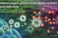 首次发现！病原菌就像“拆弹专家”，能瓦解植物细胞外囊泡