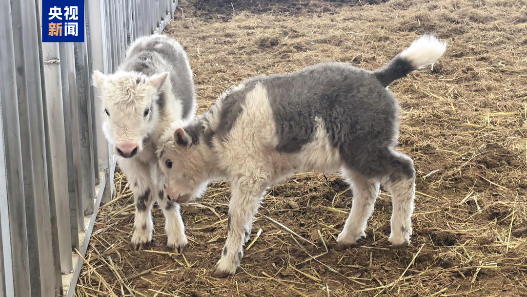 克隆牦牛+10，我国首次实现批量克隆10头牦牛