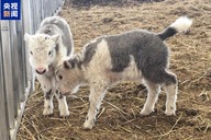 克隆牦牛+10，我国首次实现批量克隆10头牦牛