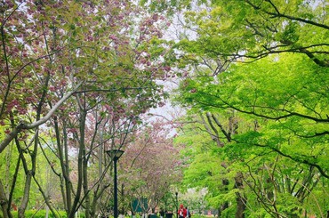 中山公园小路变身“花瓣路”