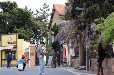 绝绝紫！青岛老城区紫藤花开