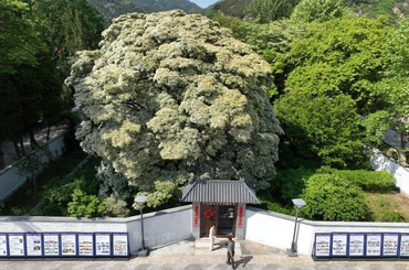 太美！百年古树流苏绽放“四月雪”