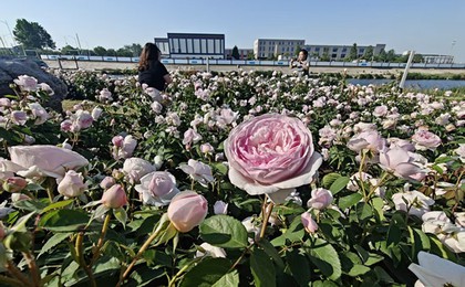胶州:月季花园70余品种数万朵月季花进入盛花期