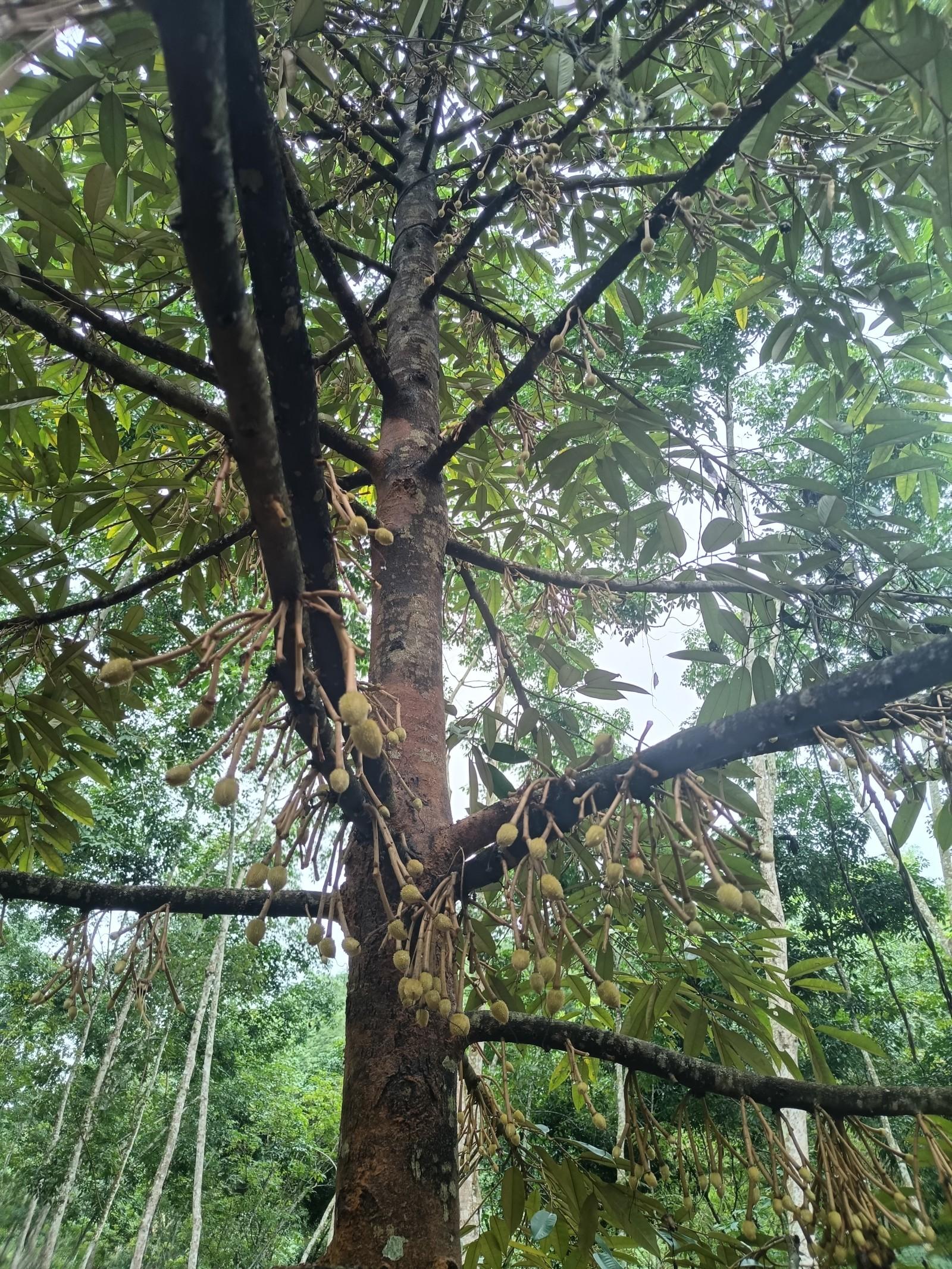 科技重塑榴莲产业链 中老铁路与国产种植共赴“榴莲自由”