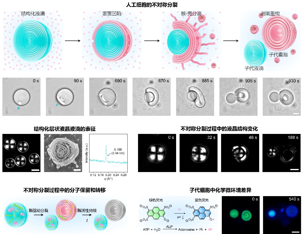 我国科学家提出人工细胞不对称分裂新思路