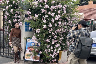 青岛老城区蔷薇花瀑上线