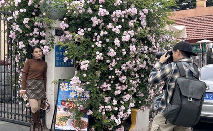 青岛老城区蔷薇花瀑上线
