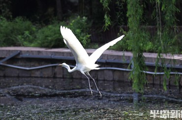 八大关小西湖：湖光鹭影入画来