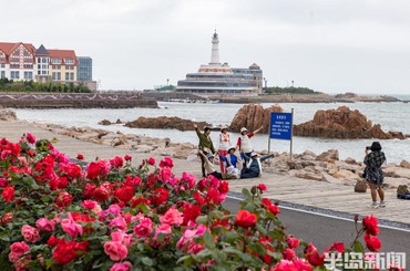 来青岛海之恋公园，打卡最美月季花海！