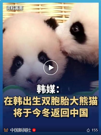 韩媒：在韩出生双胞胎大熊猫“睿宝”和“辉宝”将于今冬返回中国