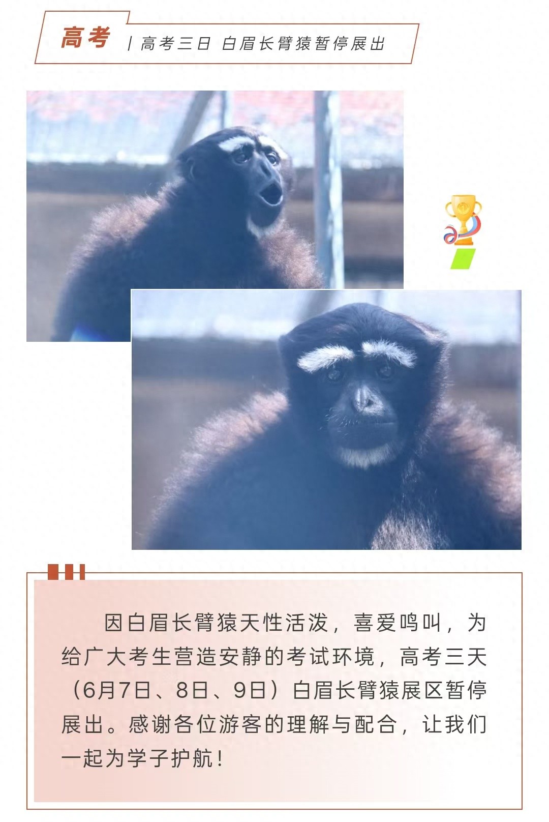 锦州动物园白眉长臂猿因爱鸣叫，高考期间停止展出，网友：它年年高考被“关禁闭”