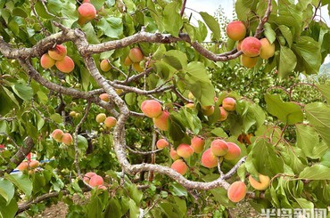 青岛：夏风送甜，杏满枝头
