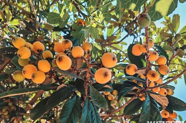金灿灿，枇杷挂满枝头
