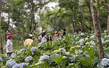 初夏限定!青岛绣球花海上线,花团锦簇引游人