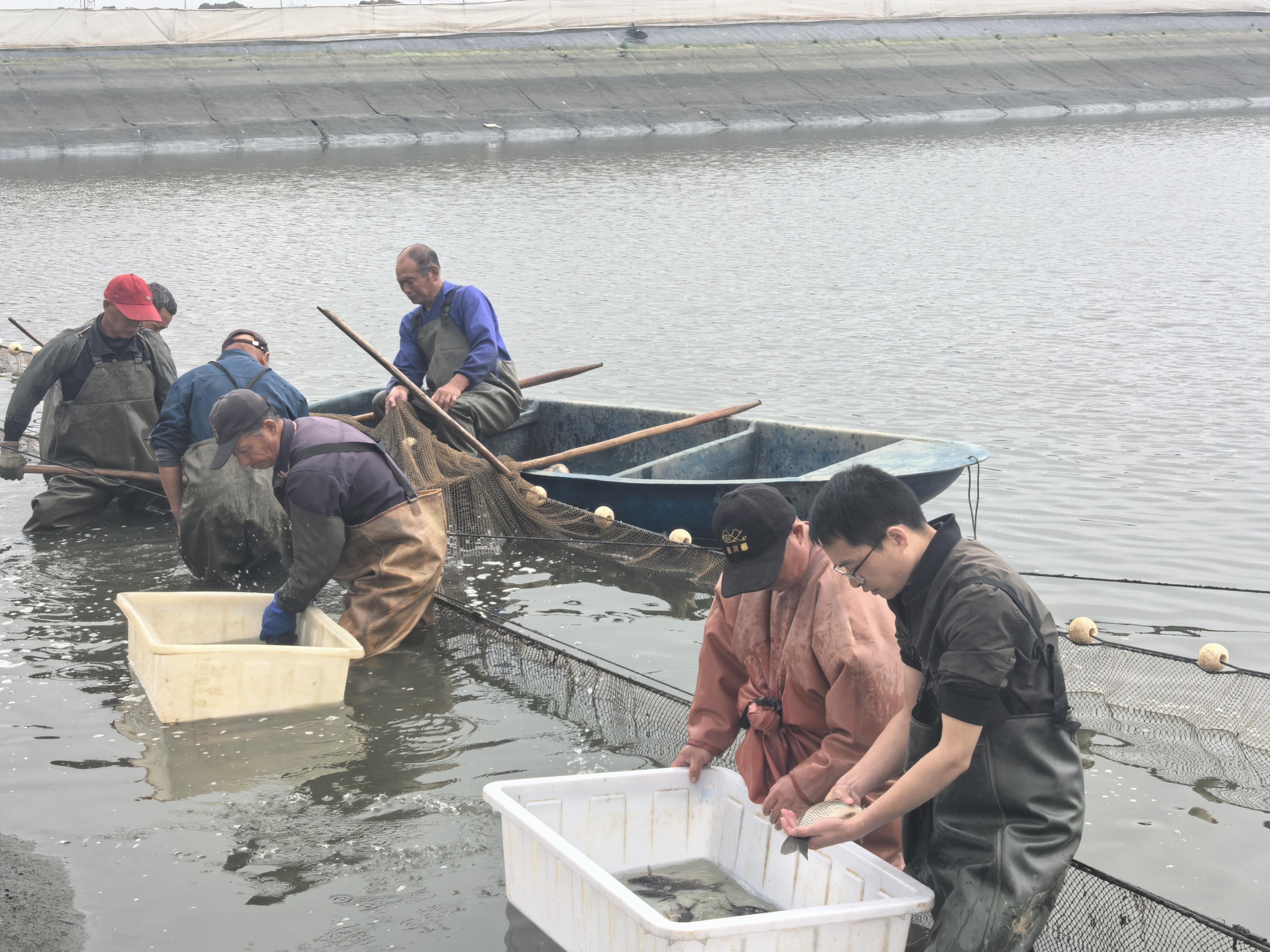 江西建立首个无喉孢子虫病彭泽鲫繁育家系