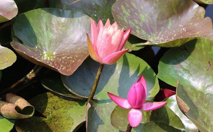 荷莲韵味渐渐浓