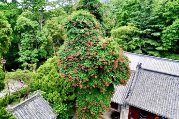 崂山太清百年凌霄绚烂绽放