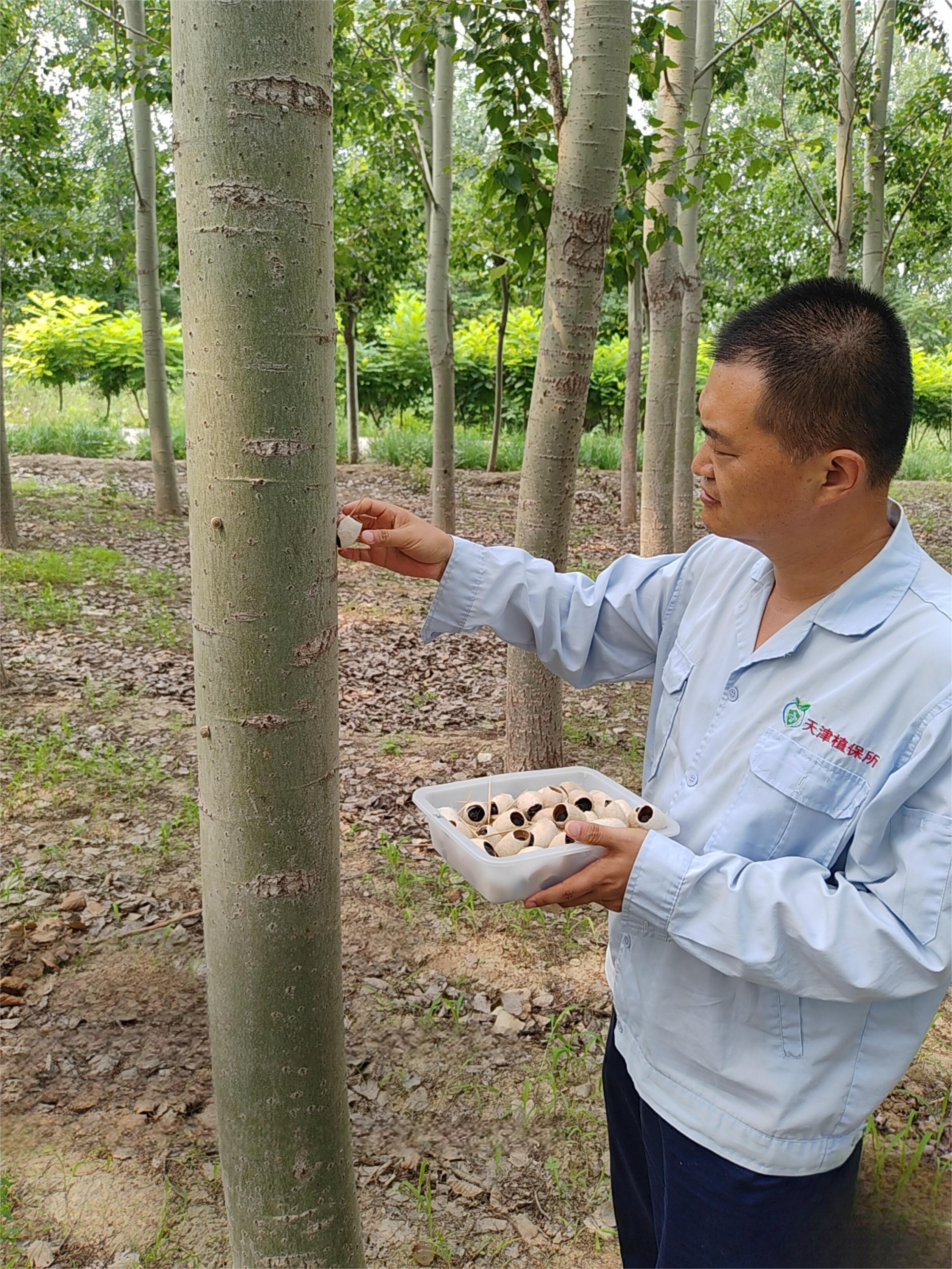 天津“虫虫特工”打响美国白蛾生物防控战