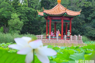 “荷”你相约！青岛中山公园小西湖荷花迎来...