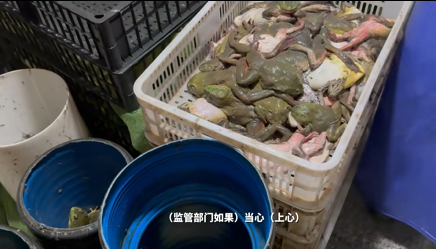 福建漳州通报“牛蛙被曝抗生素超标”
