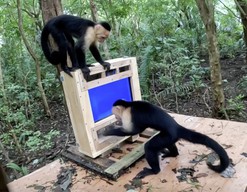 AI系统可在野外自动开展猴类认知研究