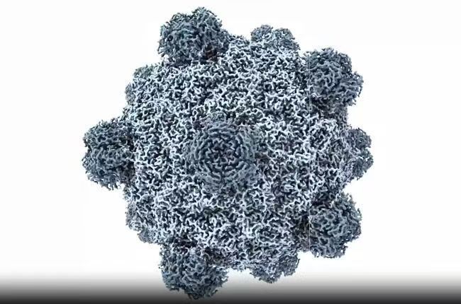 AI首次从零生成功能性病毒，​此类技术带来的生物安全问题不容忽视