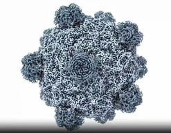 AI首次从零生成功能性病毒，​此类技术带来的生物安全问题不容忽视