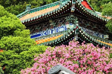崂山明霞洞百年紫薇迎来盛花期