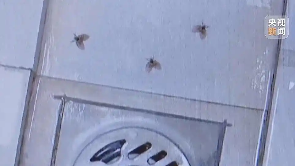 警惕！这种黑色小飞虫是“移动病菌库”，卫生间里很常见