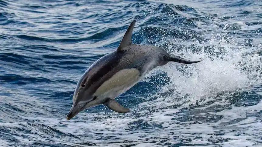 澳大利亚首次在海豚体内检出H5N1禽流感病毒