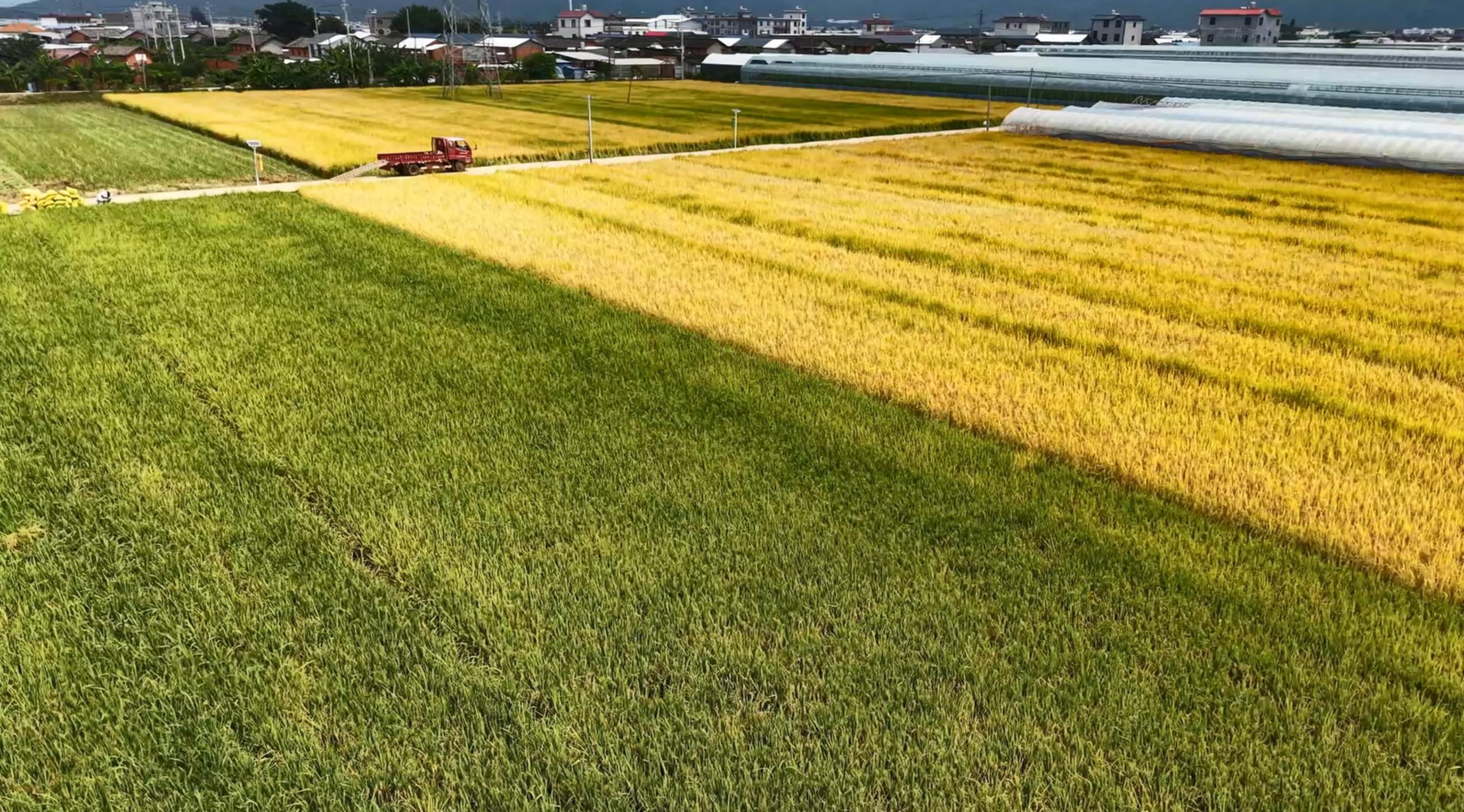 袁隆平超级杂交水稻蒙自示范基地迎来秋收测产
