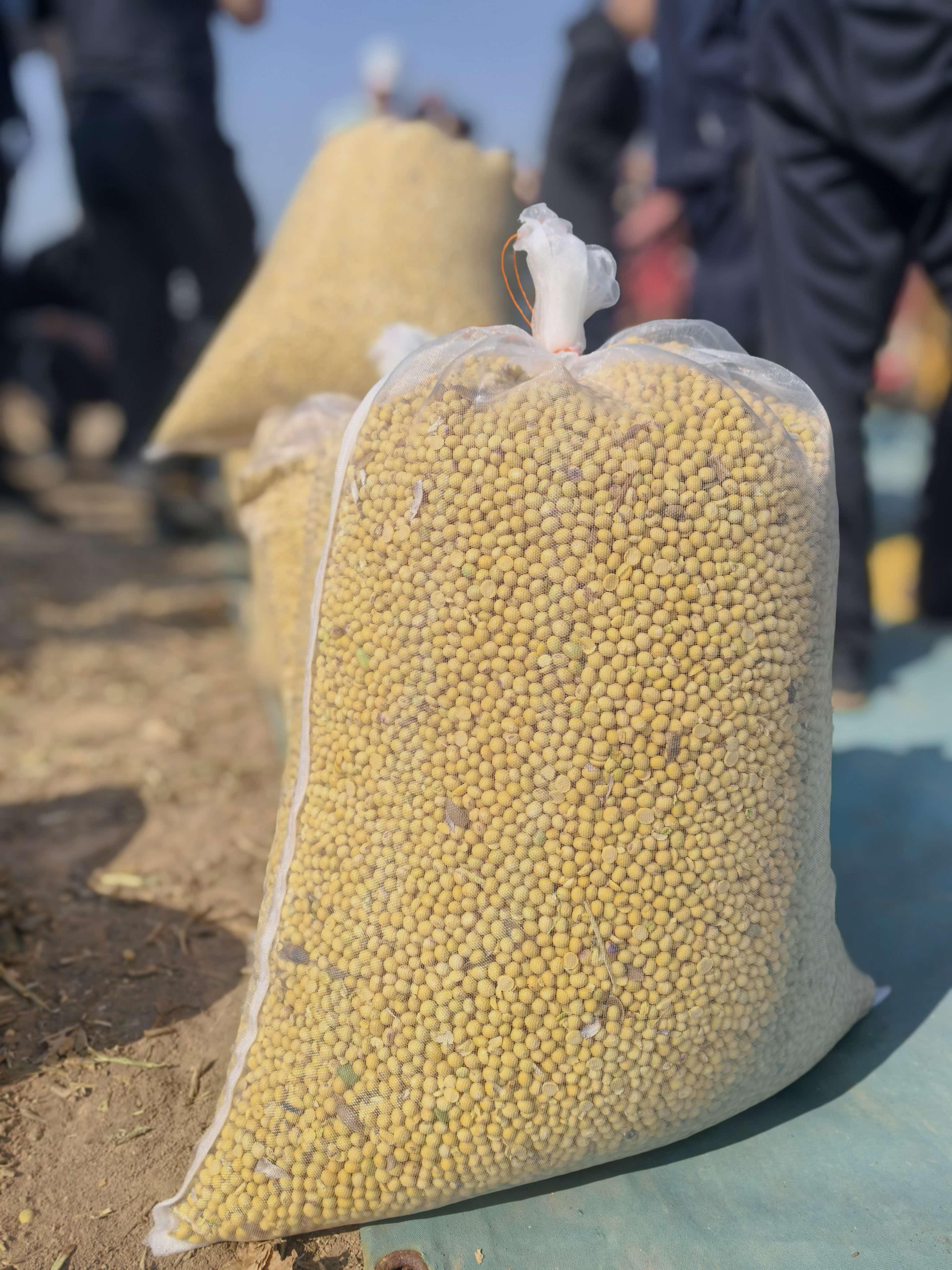 亩产404.85公斤！盐碱地亩产大豆新纪录诞生